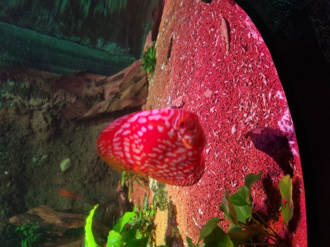 SEA LIFE Konstanz-康士坦茨必去景点