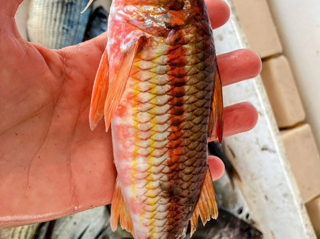 Pescaturismo La Barca dei Matti景点图片