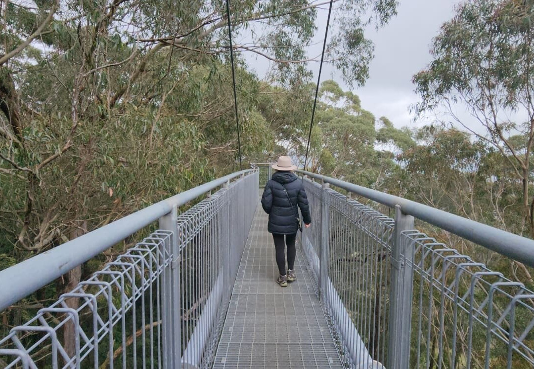 Illawarra Fly Treetop Walk景点图片