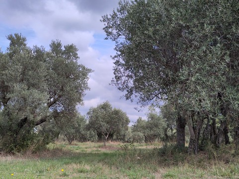 Van Gogh Walk-圣雷米必去景点