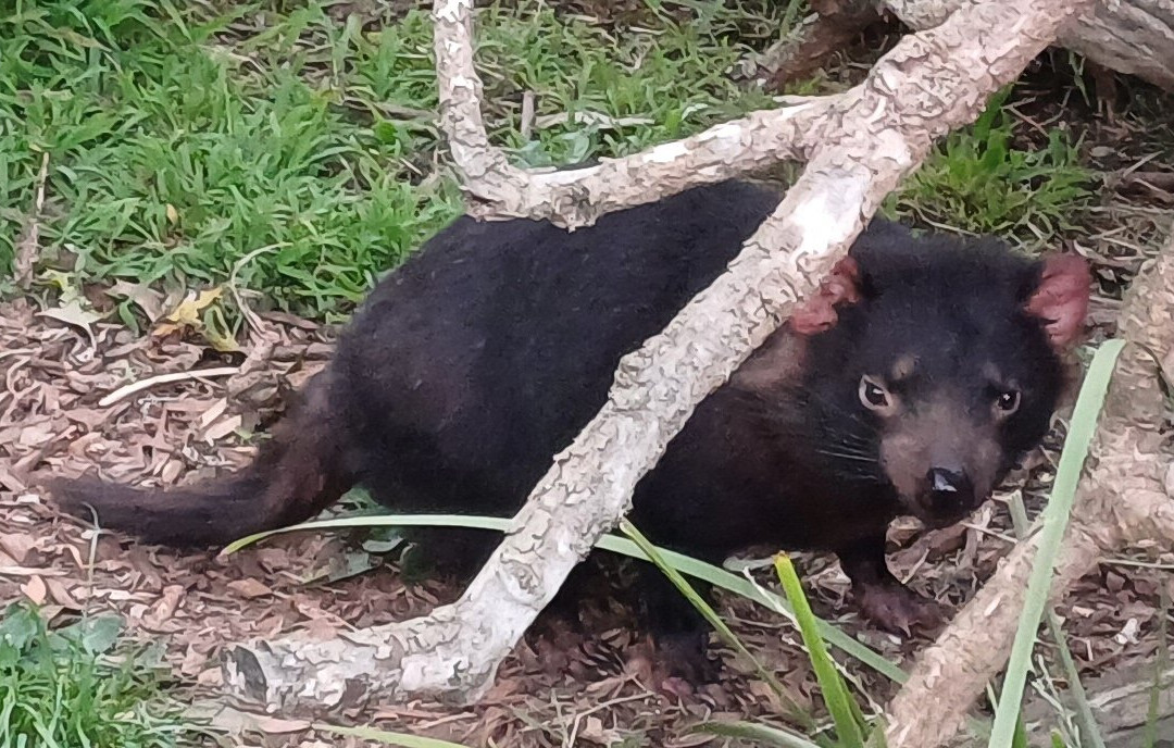 菲利普岛野生动物园-考斯必去景点