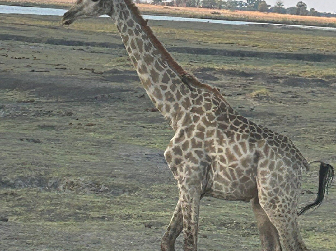 Chobe Day Trips景点图片