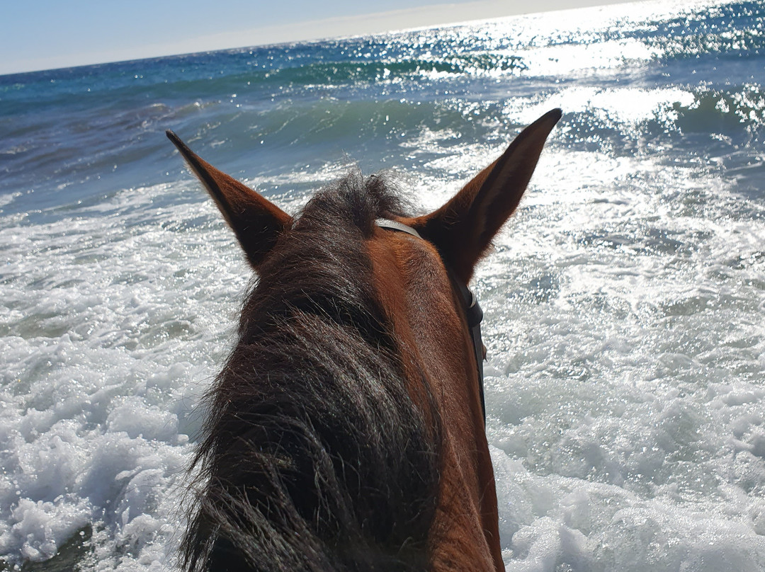 Horse Trekking in Adalusia景点图片