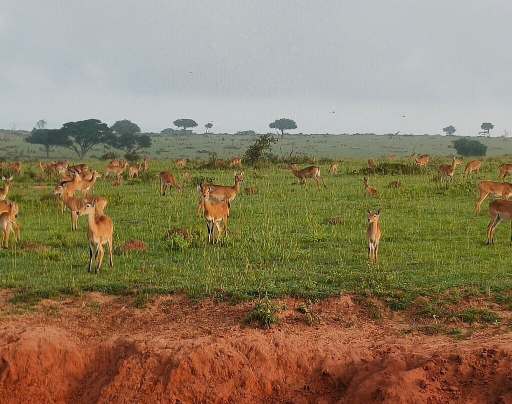 Jambo Eco Tours & Safaris-坎帕拉必去景点