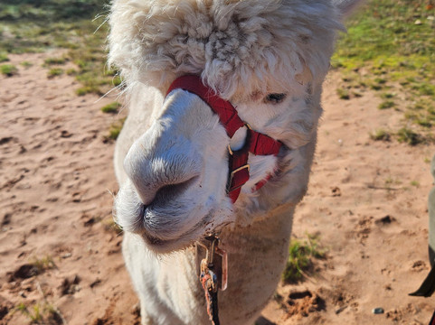 Oakmere Alpacas-Oakmere必去景点