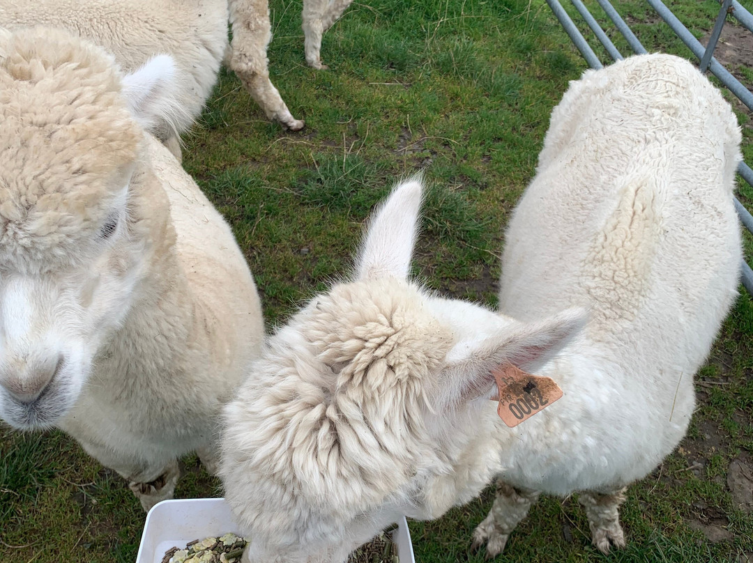 Ferny Rigg Alpacas-赫克瑟姆必去景点