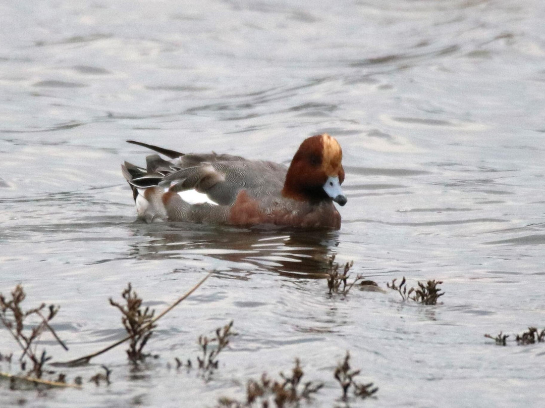 RSPB Conwy Nature Reserve景点图片