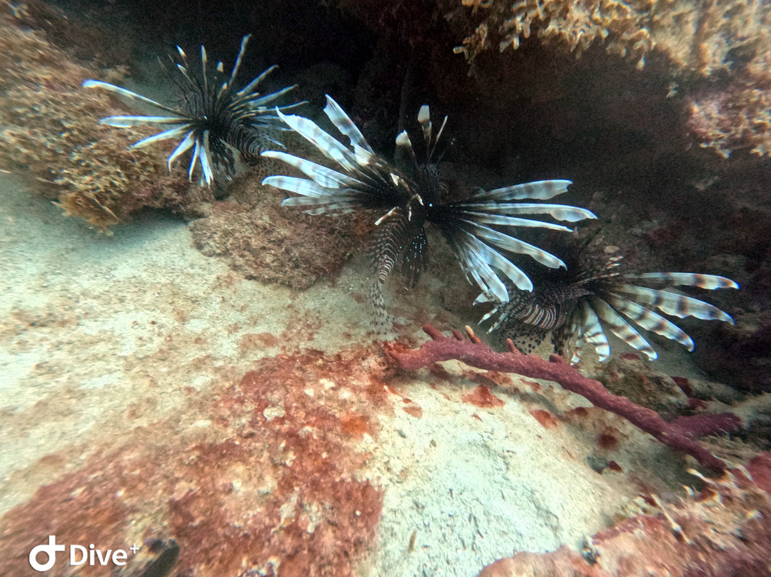Barbado Scuba-Saint Lucy Parish必去景点