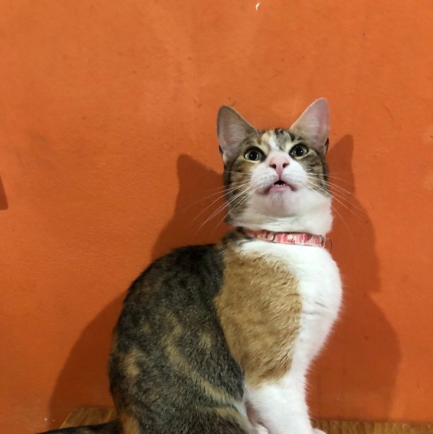 Tilcara Hostel-官方