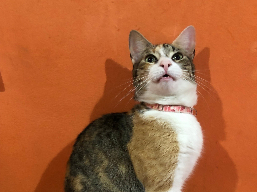 Tilcara Hostel主图