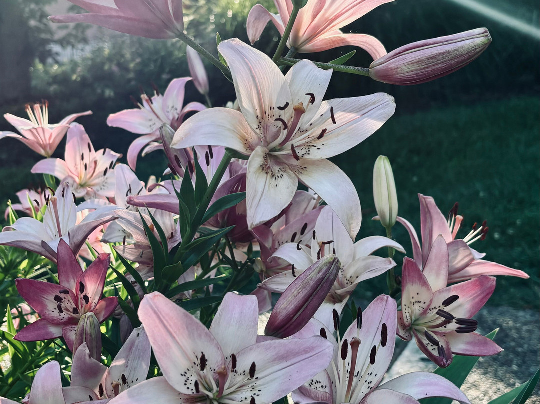 Shelter Gardens-哥伦比亚市必去景点