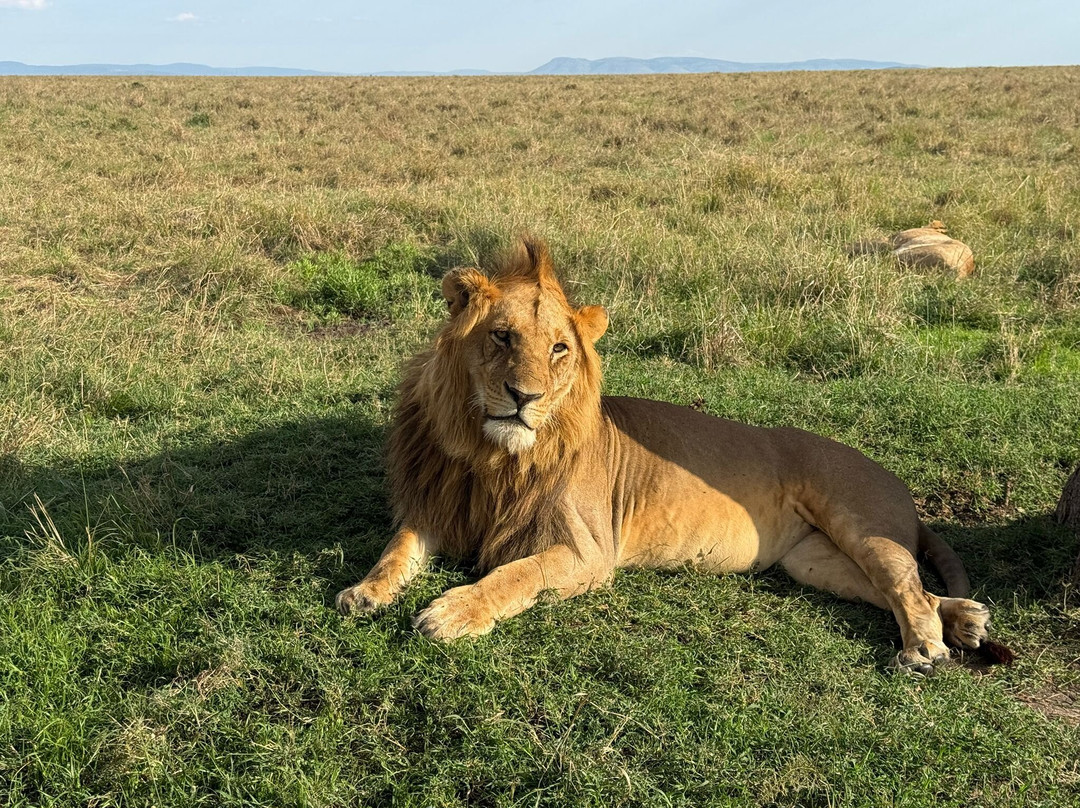 Masai Mara Holidays景点图片