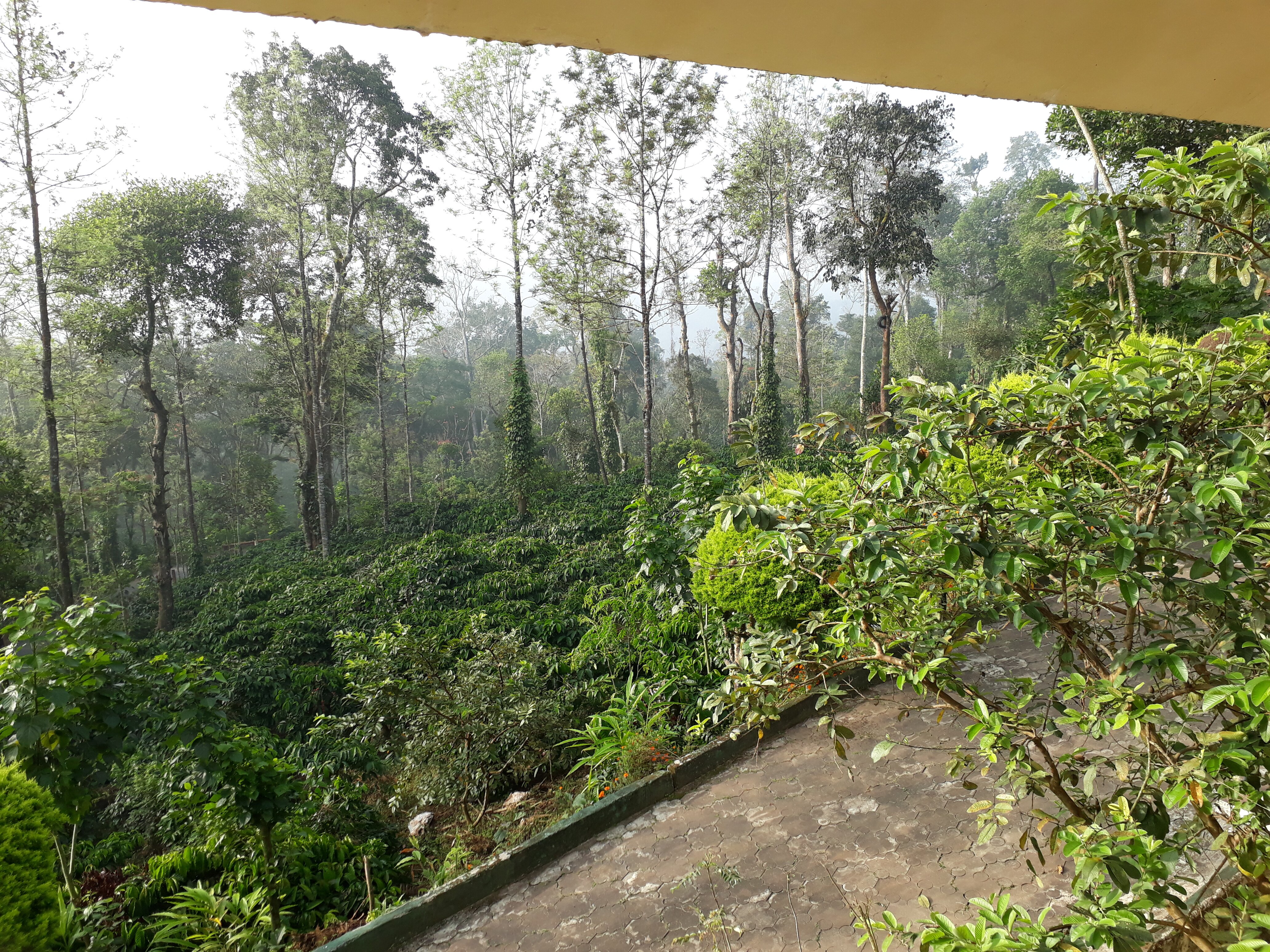 Ibbani Cadu Estate Homestay-酒店景观