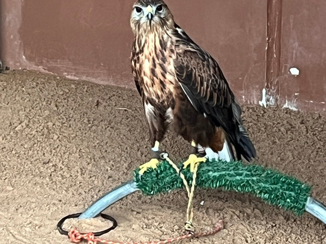 Kalba Bird of Prey Centre-富查伊拉必去景点