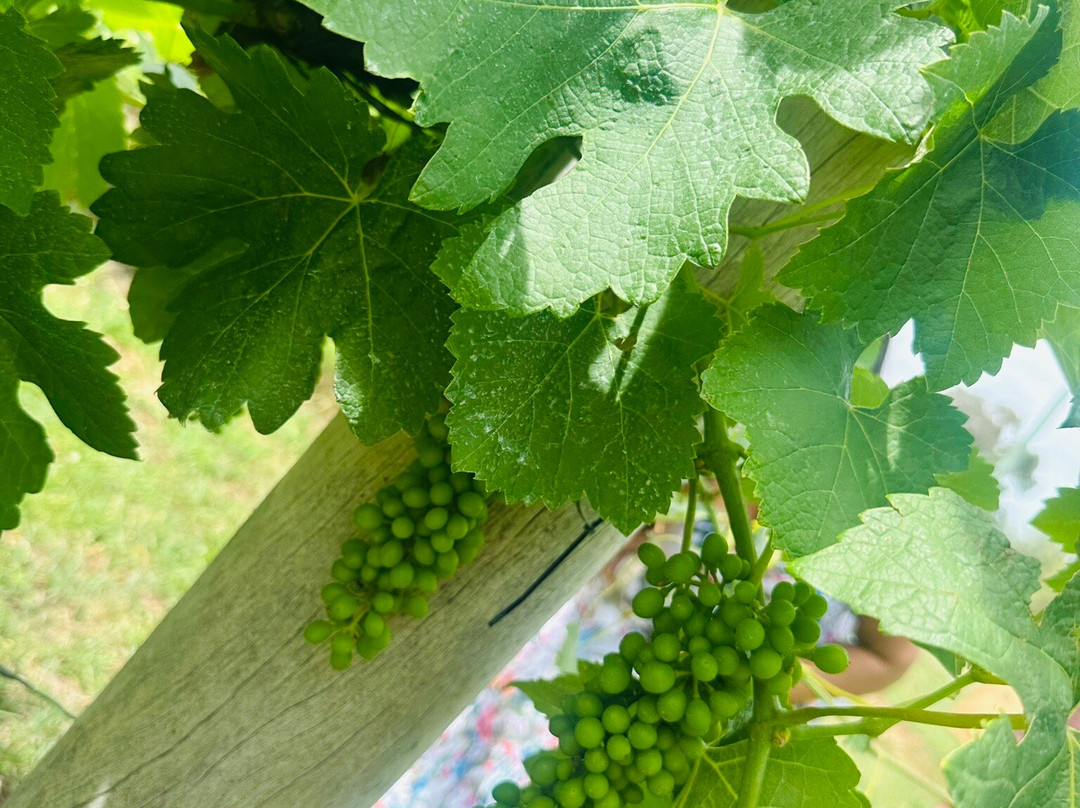 Oakvale Wines景点图片