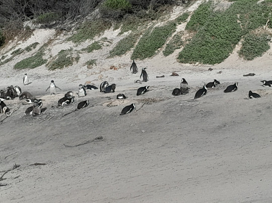 Joel-开普敦中心区必去景点