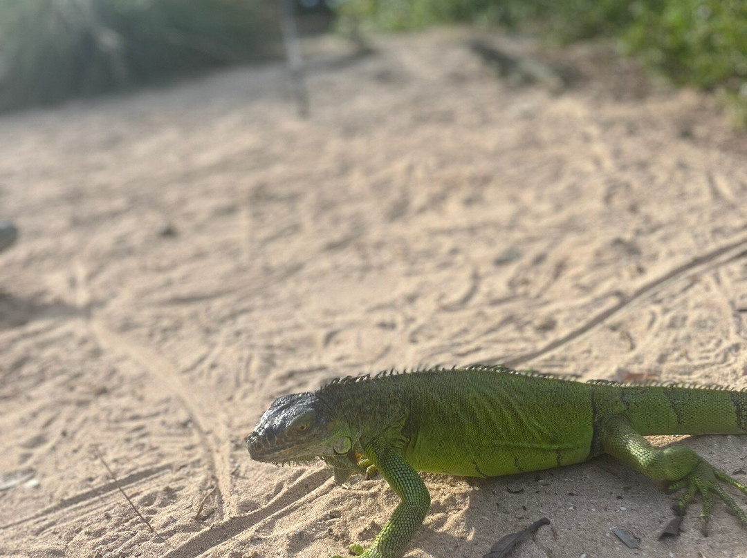 Discover Paradise SXM-Pinel Island必去景点