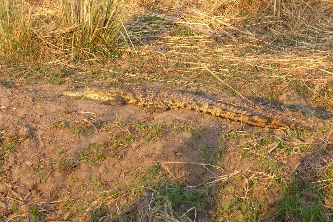 Buffalo Core Area-Bwabwata National Park必去景点