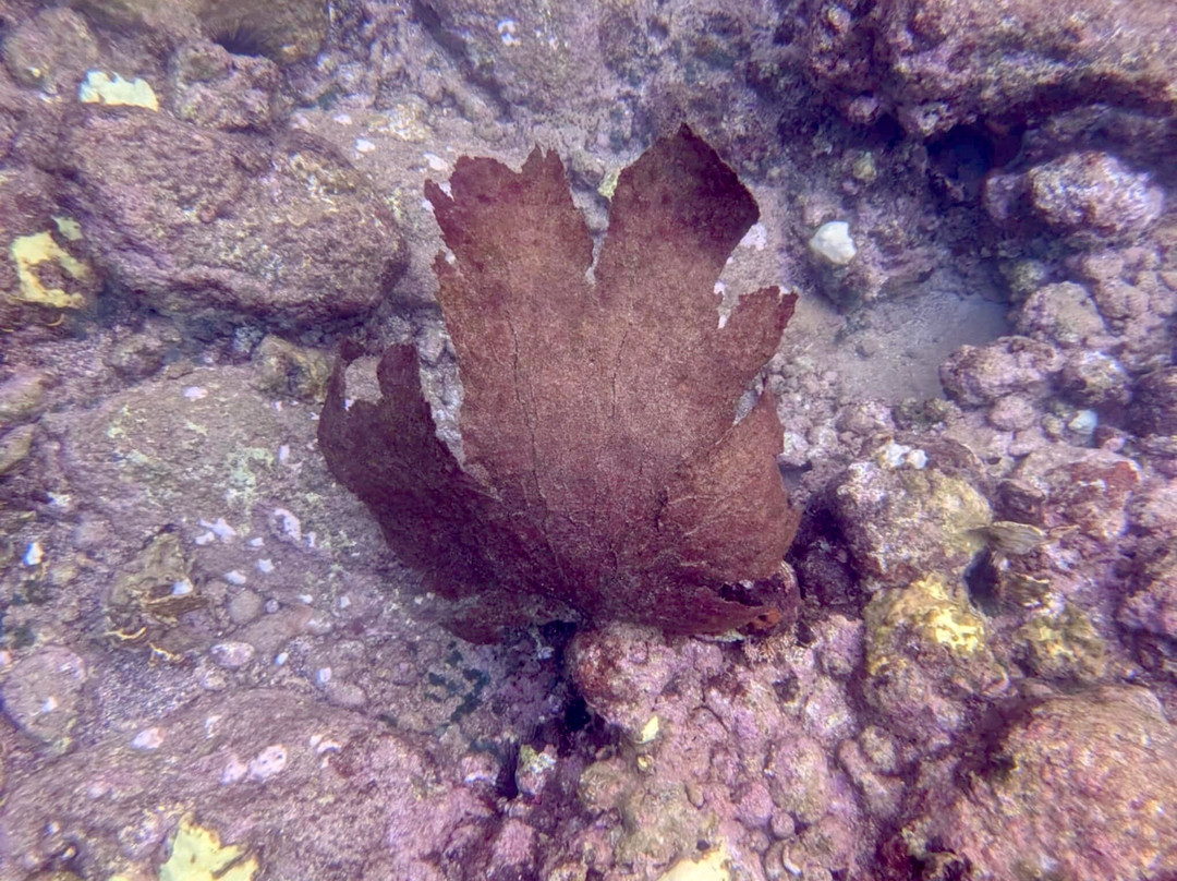 Eco Dive-St. George's必去景点