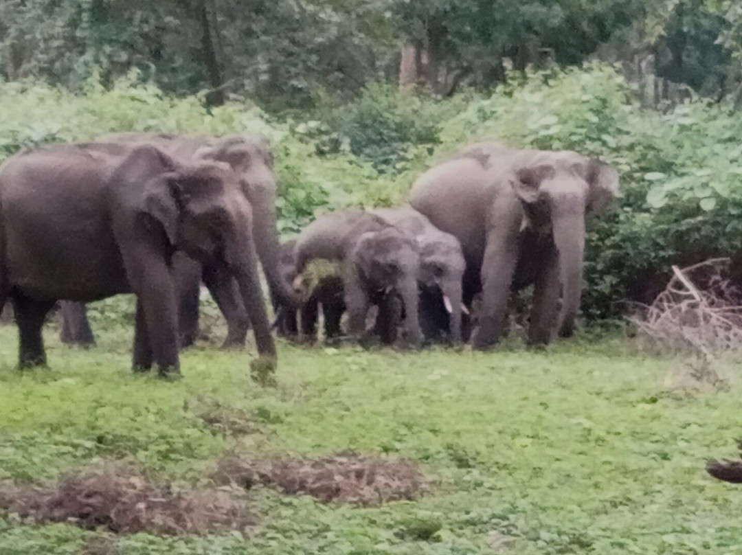Mudumalai National Park景点图片