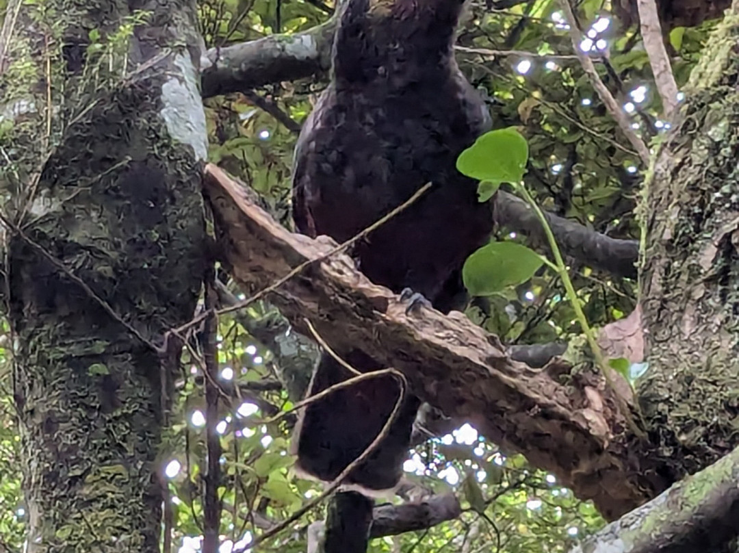 Ōrokonui Ecosanctuary-但尼丁必去景点