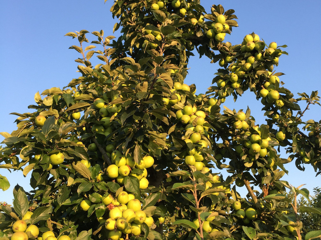 Bowhayes Trees-Ottery St. Mary必去景点