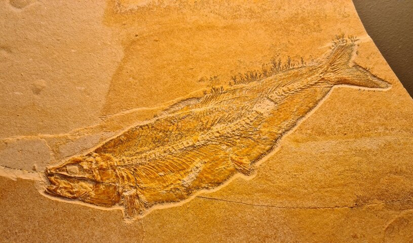 Naturkunde-Museum Bamberg-班贝格城必去景点
