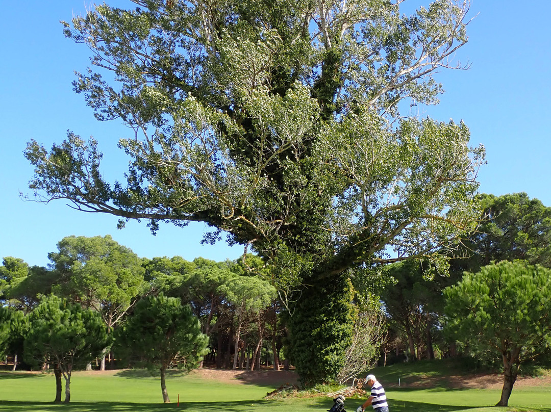 Golf Platja De Pals景点图片