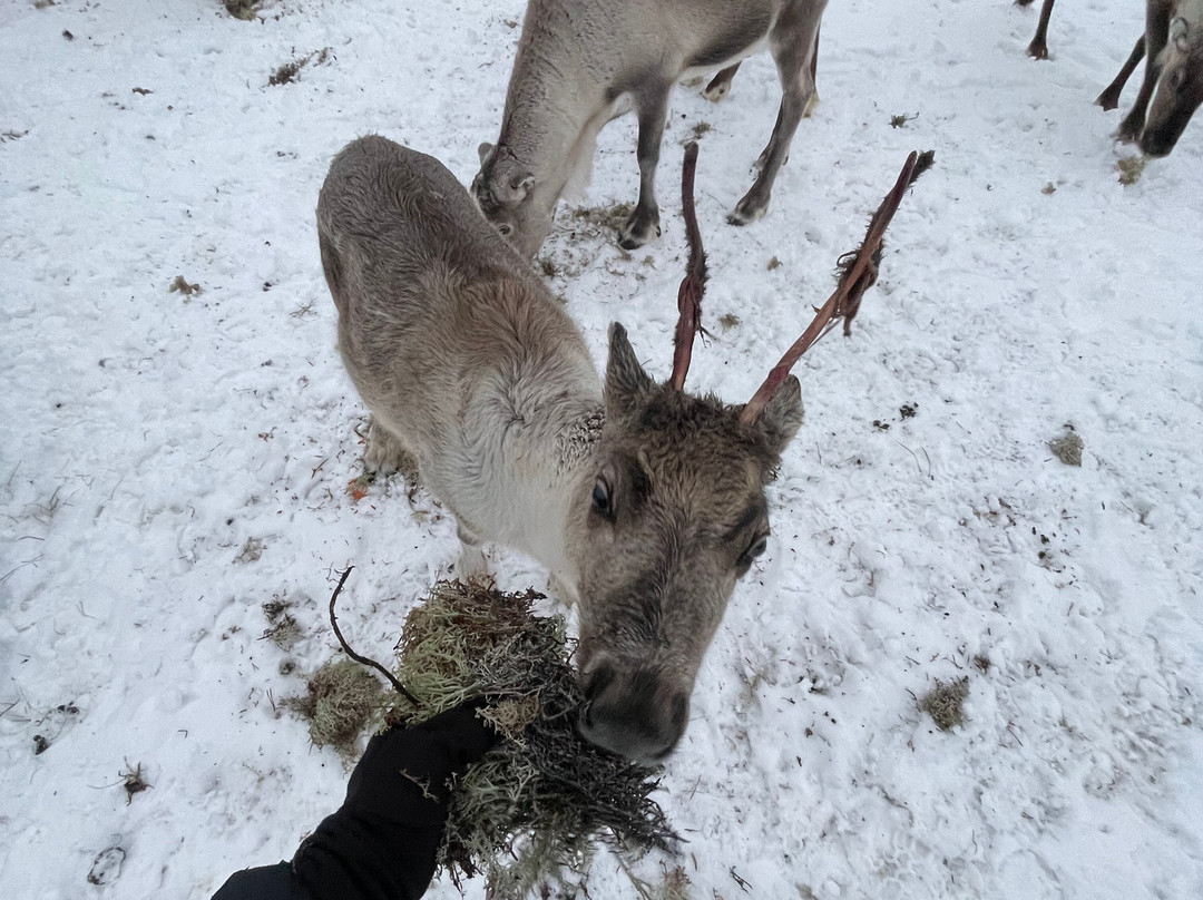 Reindeer Farm Renniina Inari-伊纳里必去景点