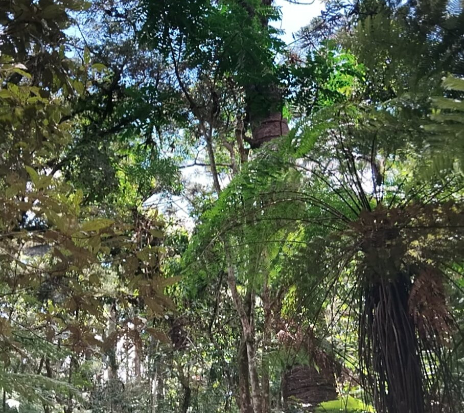 Trilha do Pinheiro Velho-蒙特贝尔德必去景点