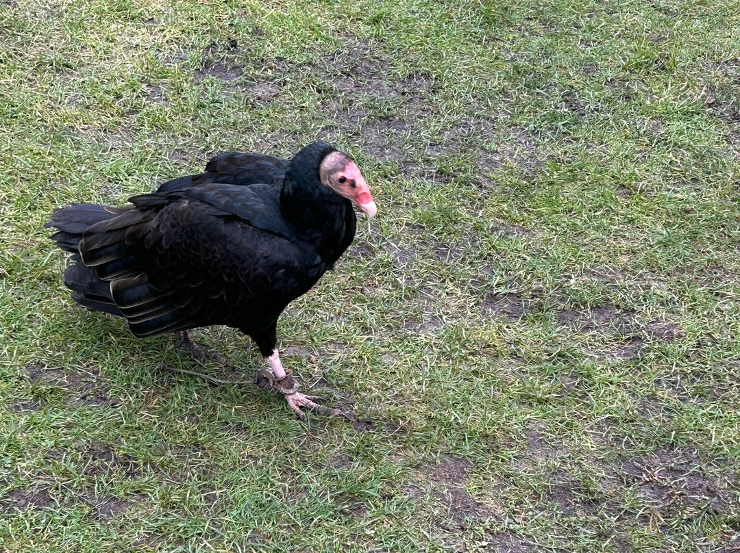 Cheshire Falconry-Northwich必去景点