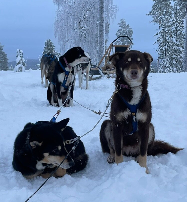 Extreme Huskies-伊瓦洛必去景点
