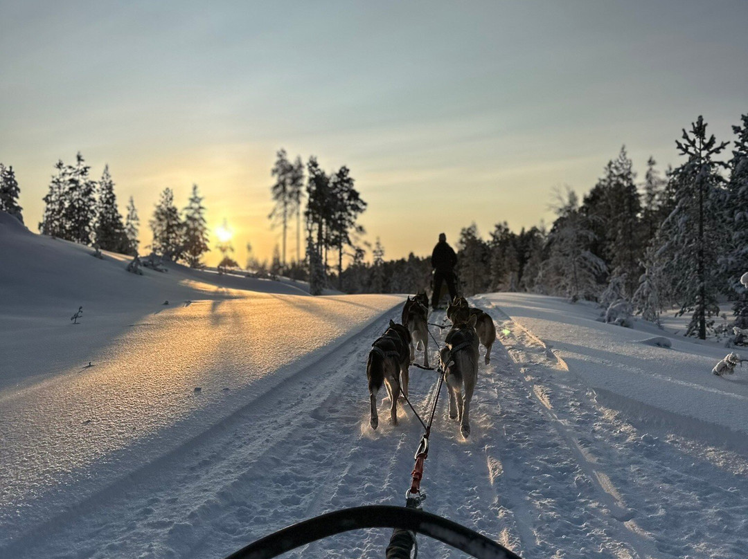 Taigausko Husky Experience-伊纳里必去景点