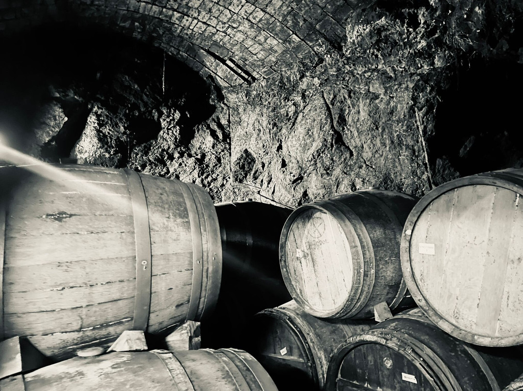 Bodega Vino Magnanimvs景点图片