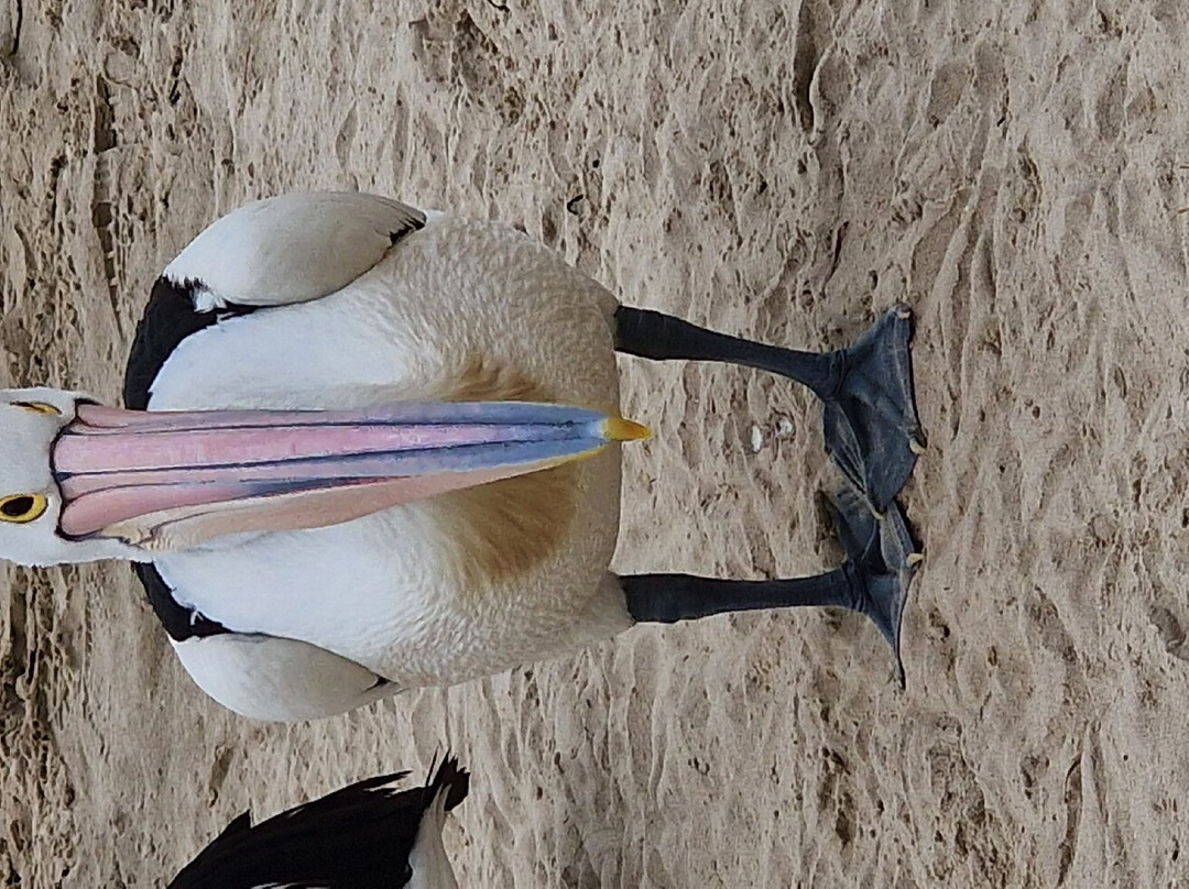 Pelican Feeding-拉布拉多必去景点