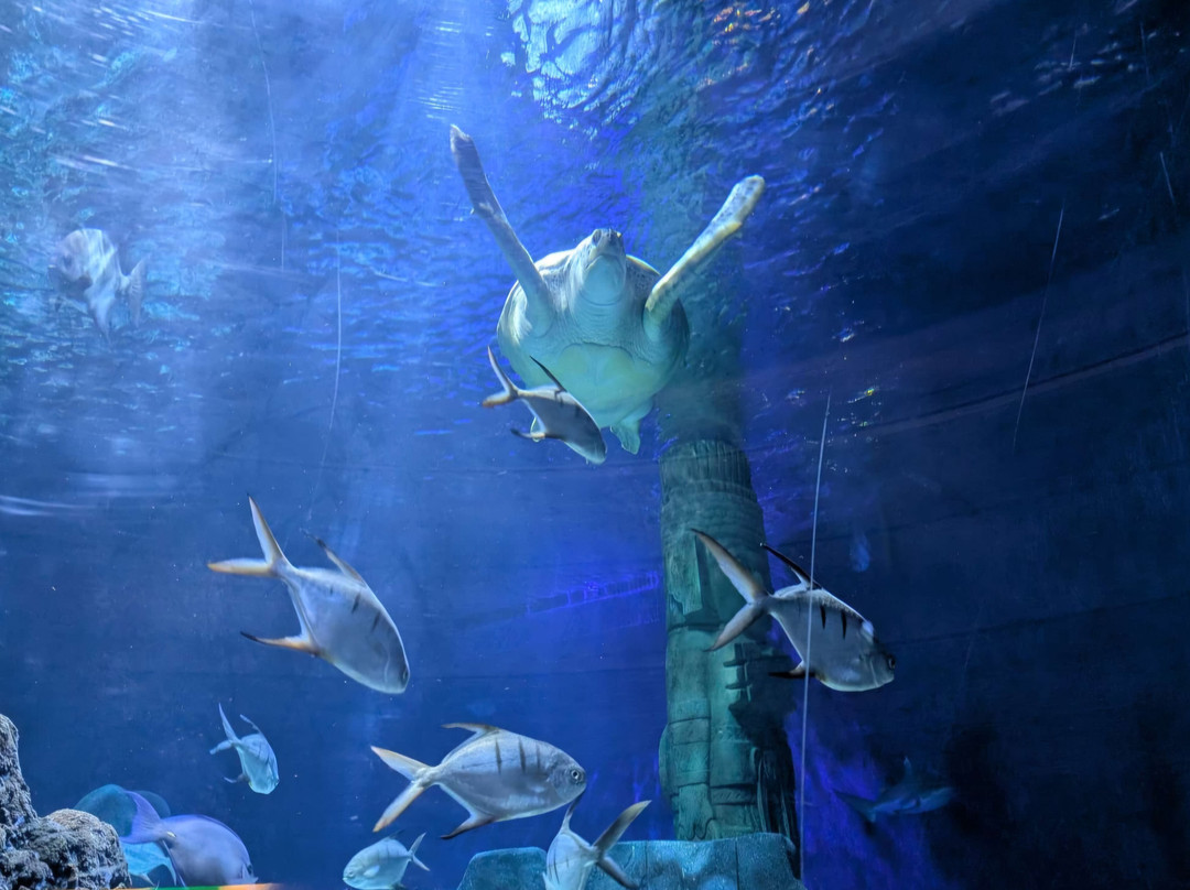 SEA LIFE Hannover-汉诺威必去景点