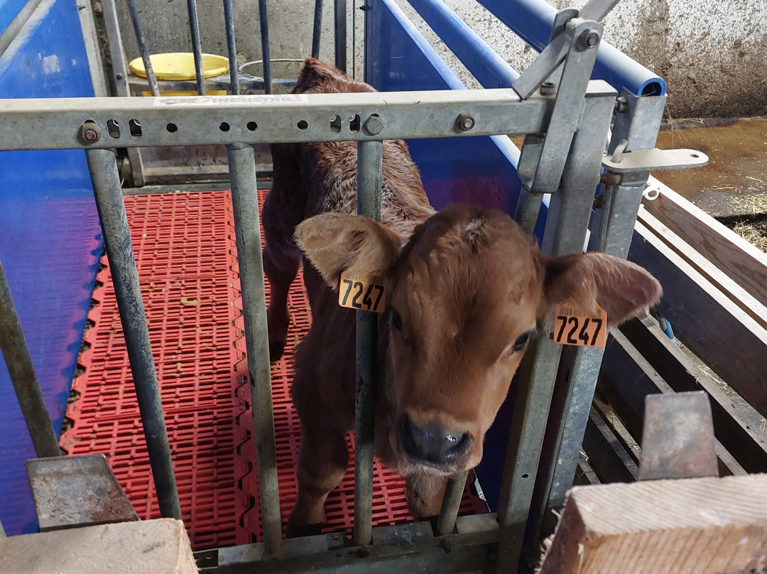 Ferme de l'Aberieux-Cordon必去景点