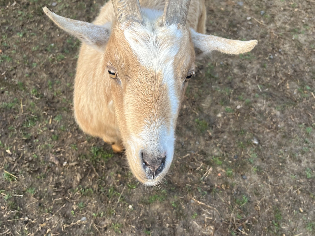 Rescue At Little Fox Hollow-达拉斯必去景点