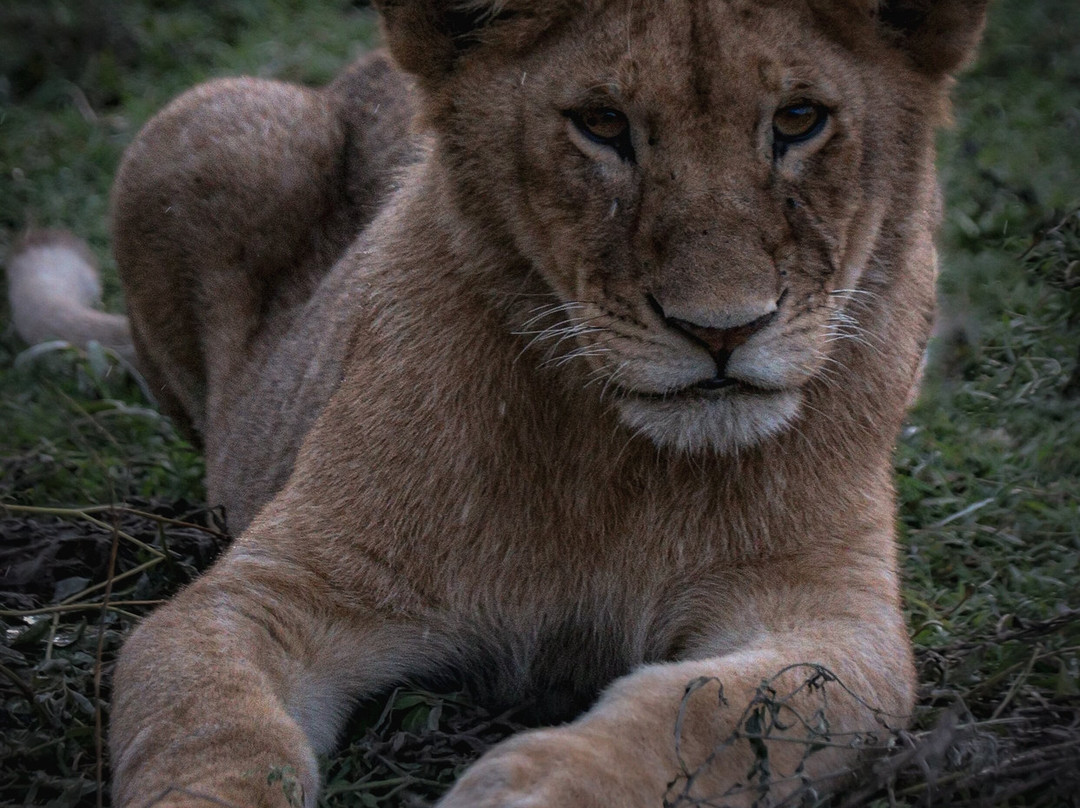 MAASAI AFRICAN GUIDES & DMC Ltd.-阿鲁沙必去景点