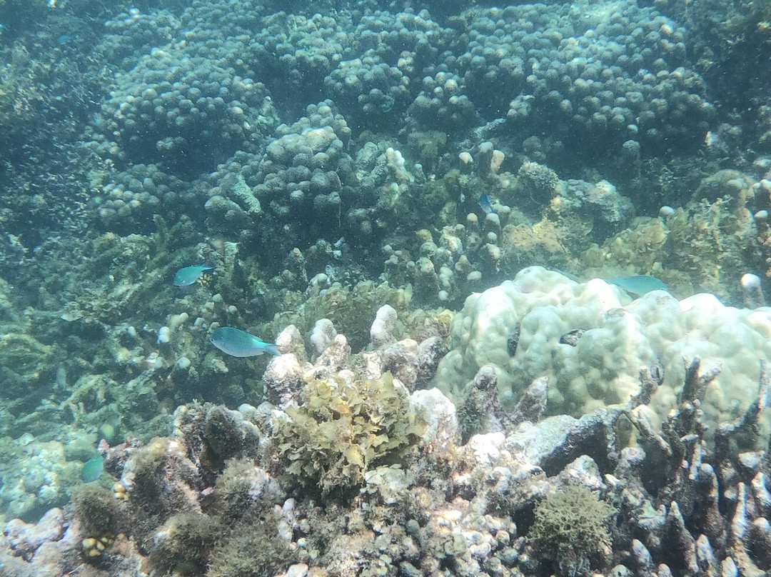 Hamza's Zanzibar Tours