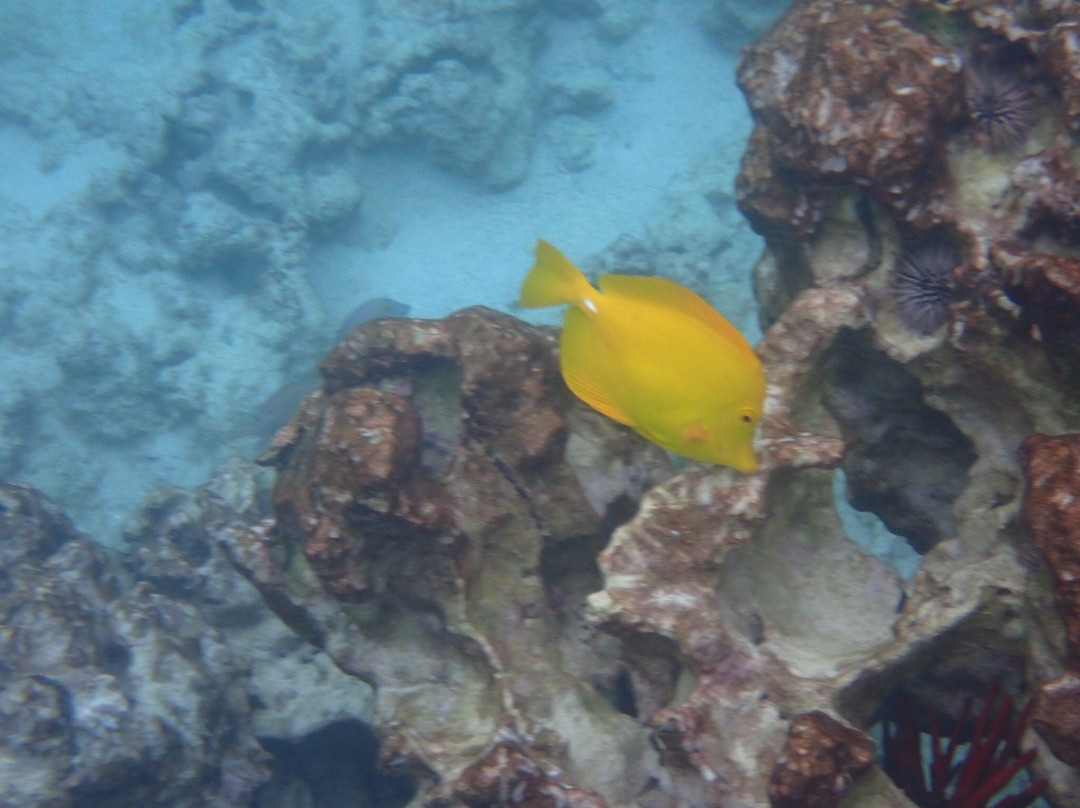 Two Step-库克船长必去景点