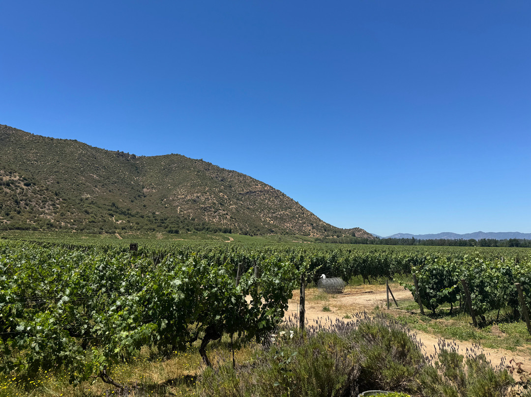 Viña Neyen de Apalta-圣克鲁斯必去景点