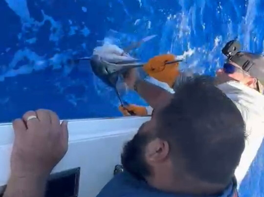 Whipsaw Sportfishing-火奴鲁鲁必去景点