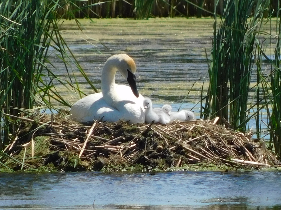 Palmyra旅游景点-Adam Birding Conservancy