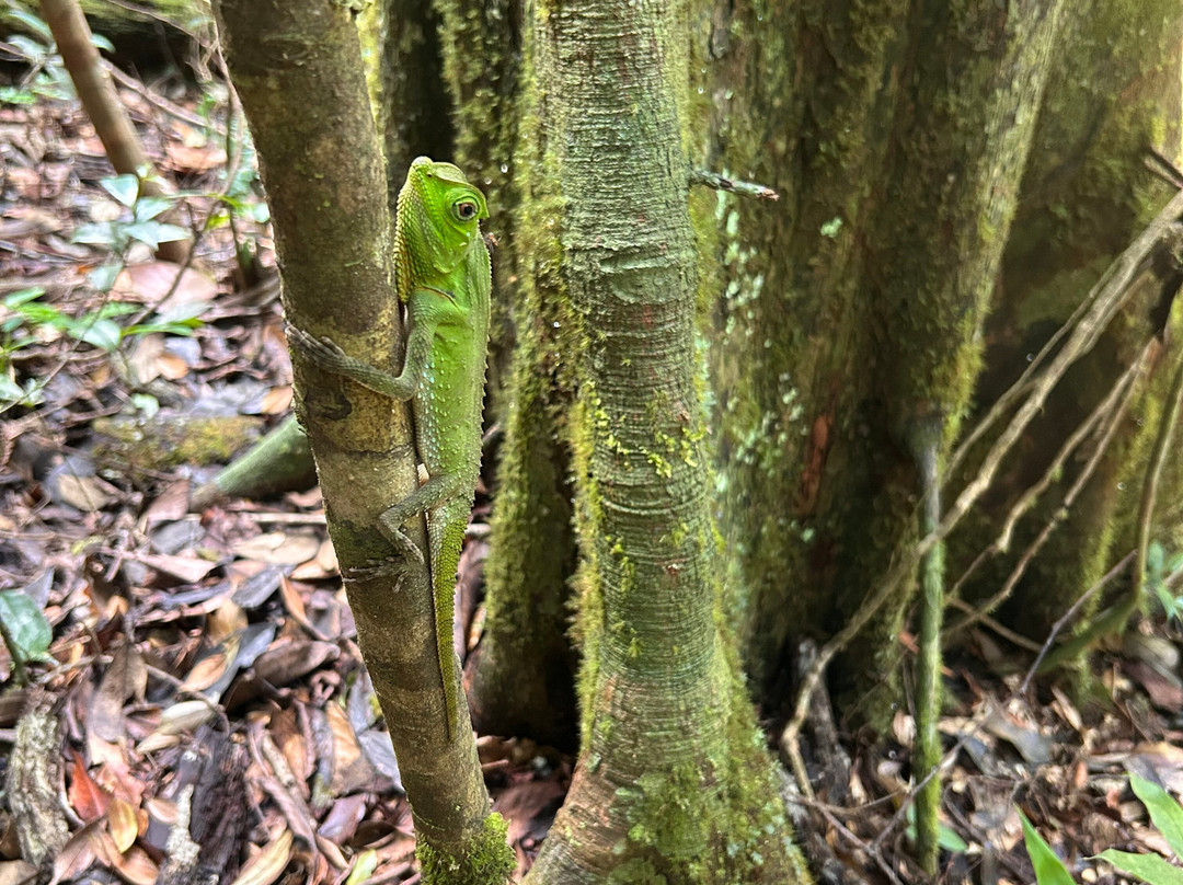 Visit Sinharaja Rainforest景点图片