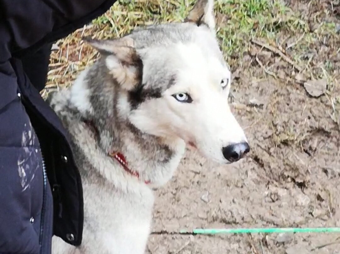 Mynydd Sleddog Adventures景点图片
