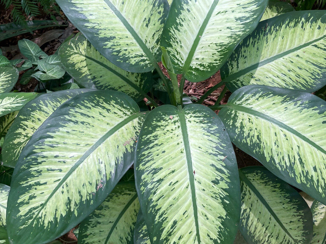 Putrajaya Botanical Garden-太子城必去景点