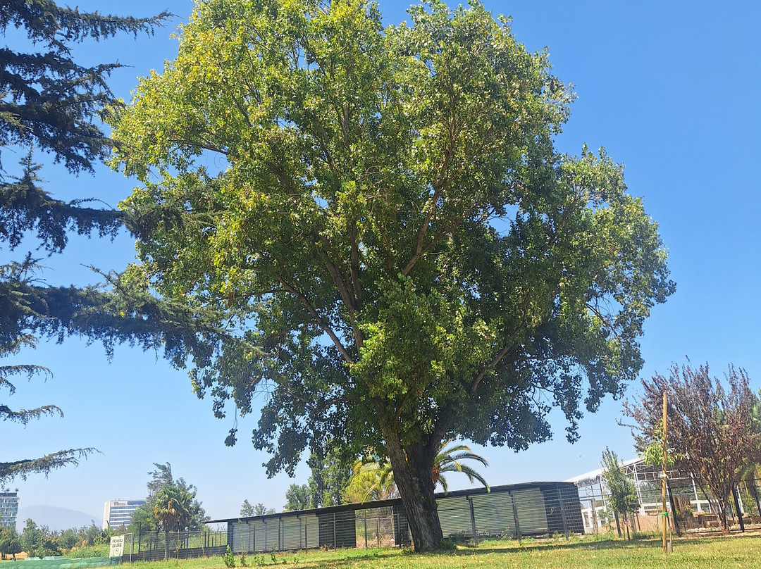 Parque Comunal Rancagua-兰卡瓜必去景点
