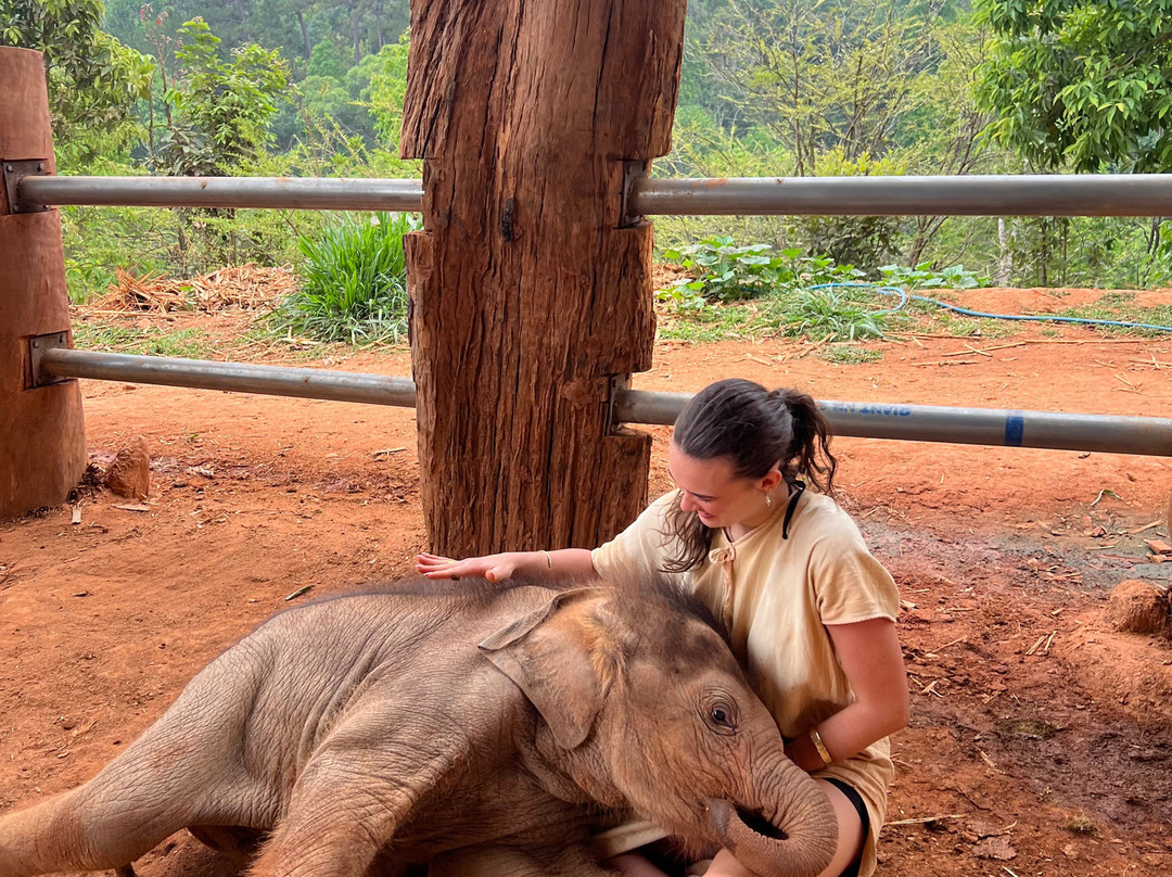 Elephant Freedom Village景点图片