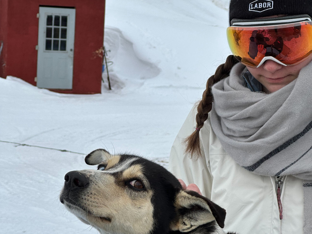 Grizzle-T Dog & Sled Works-斯廷博特斯普林斯必去景点